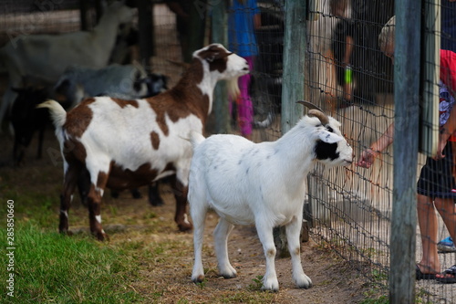 Family of goats interacting on the farm
