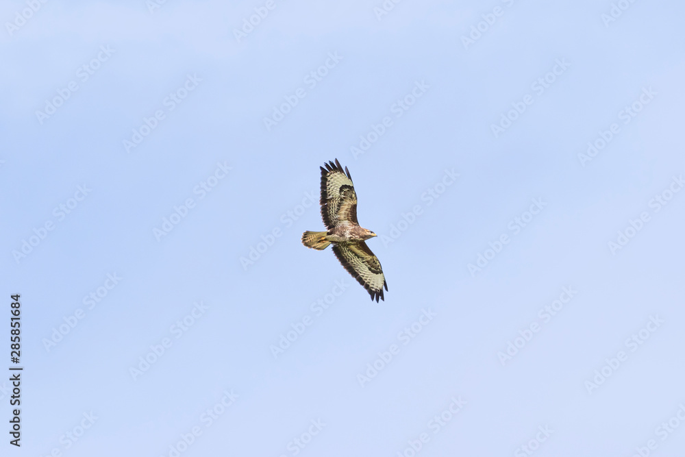 Common Buzzard-Buse variable ( Buteo buteo) Common Buzzard-Buse variable ( Buteo buteo)