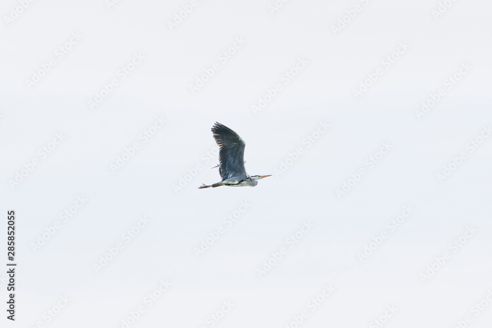 Grey heron-Héron cendré (Ardea cinerea)