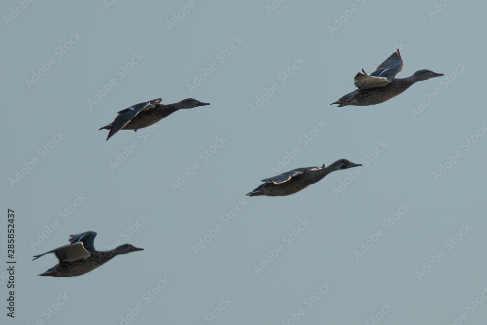 Obraz premium Wild ducks flying in last light of the day light, seen in a North California marsh