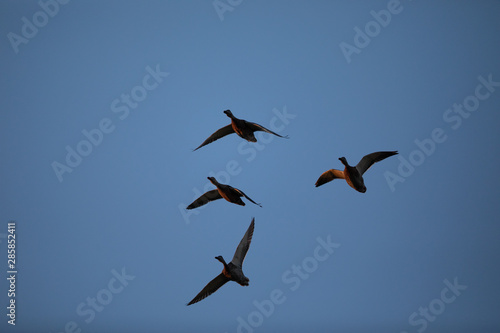 Wild ducks flying in last light of the day light, seen in a North California marsh