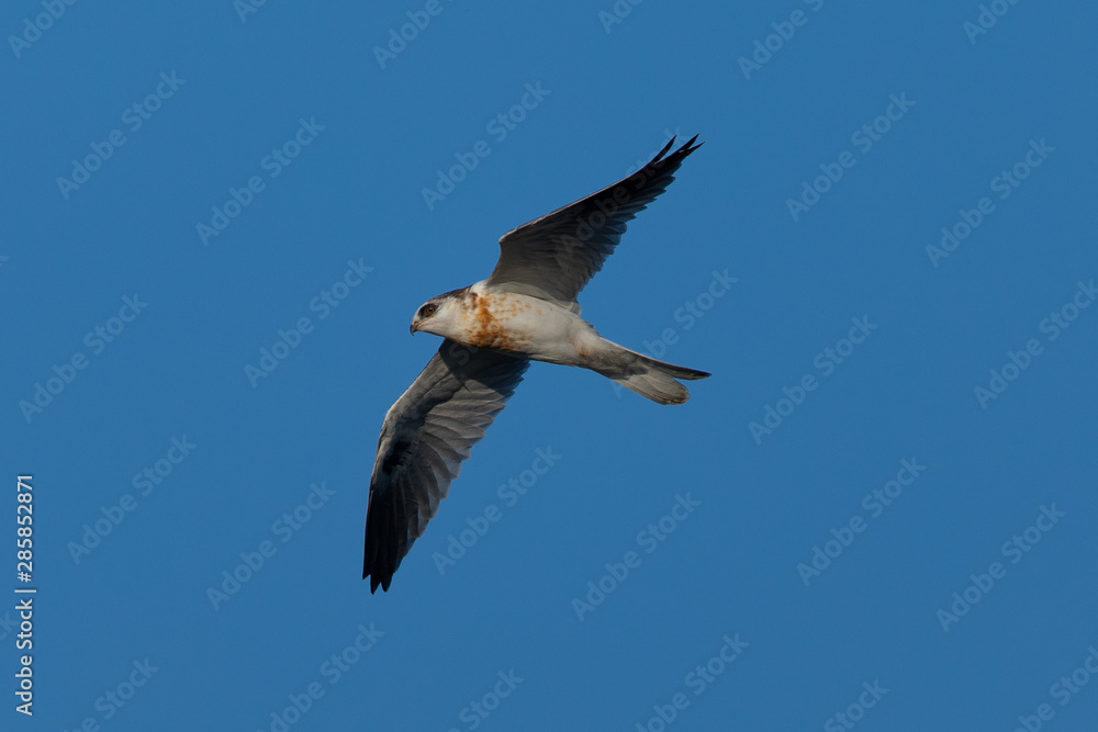 Obraz premium Close-up of a young white-tailed kite flying in the wild, seen in North California 