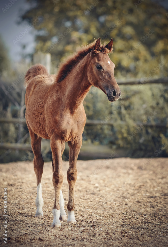 Red foal with an asterisk on his forehead Red foal with an asterisk on his forehead