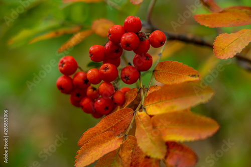 Bright red clusters of Rowan close-up on the background of autumn yellow foliage