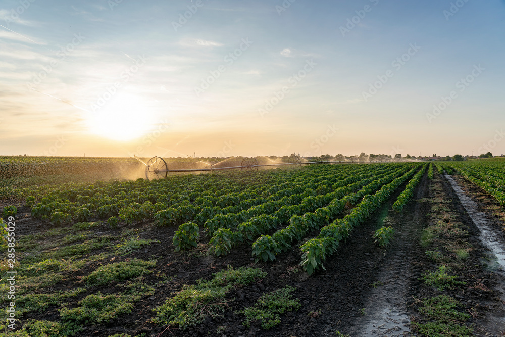 Irrigated Agricultural Field At Sunset