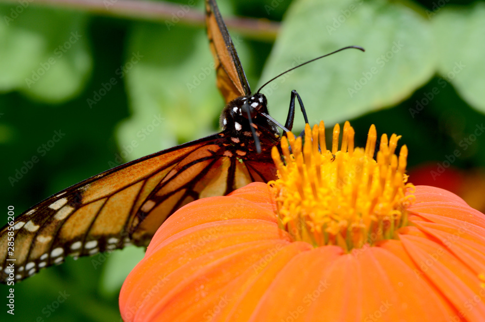 Fotografie Monarch Butterfly and Flower