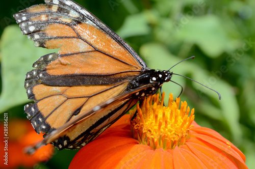 Monarch Butterfly and Flower