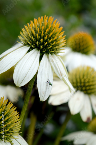 White Echinacea in the Garden