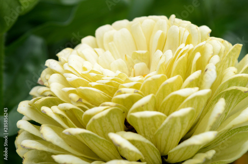 Large White Globe Flower