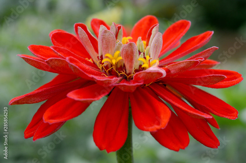 Red Flower Closeup