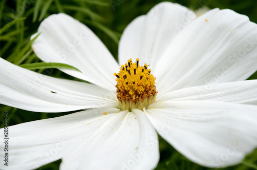 Small White Flower