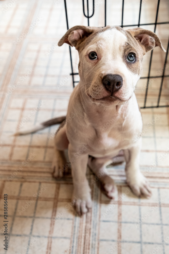Eleven Week Old Mixed Breed Puppy Looking Up Eleven Week Old Mixed Breed Puppy Looking Up