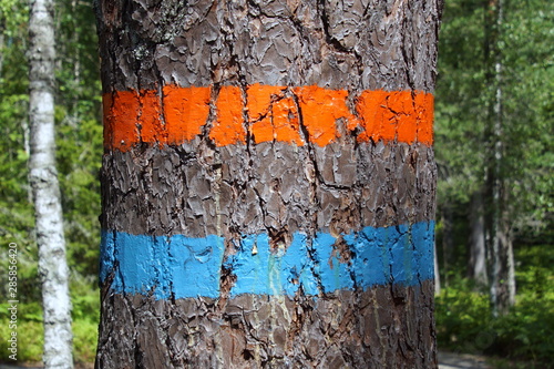 Close-up of a Swedish road marking on a tree directing the walking path.