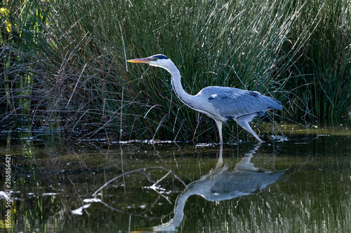 Grey heron-H  ron cendr    Ardea cinerea 