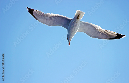 European herring gull - (Larus argentatus) © Kolevski.V