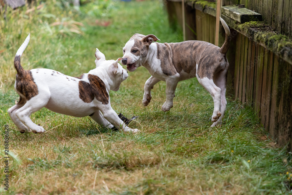 Two Twelve Week Old Mixed Breed Puppies playing