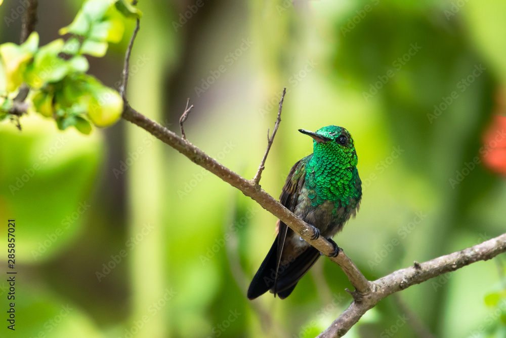 A juvenile Copper-rumped hummingbird perches on a branch in a Honeysuckle tree in a garden. A juvenile Copper-rumped hummingbird perches on a branch in a Honeysuckle tree in a garden.