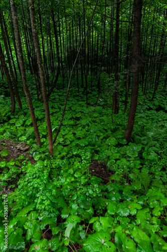 Scenic forest of fresh green trees