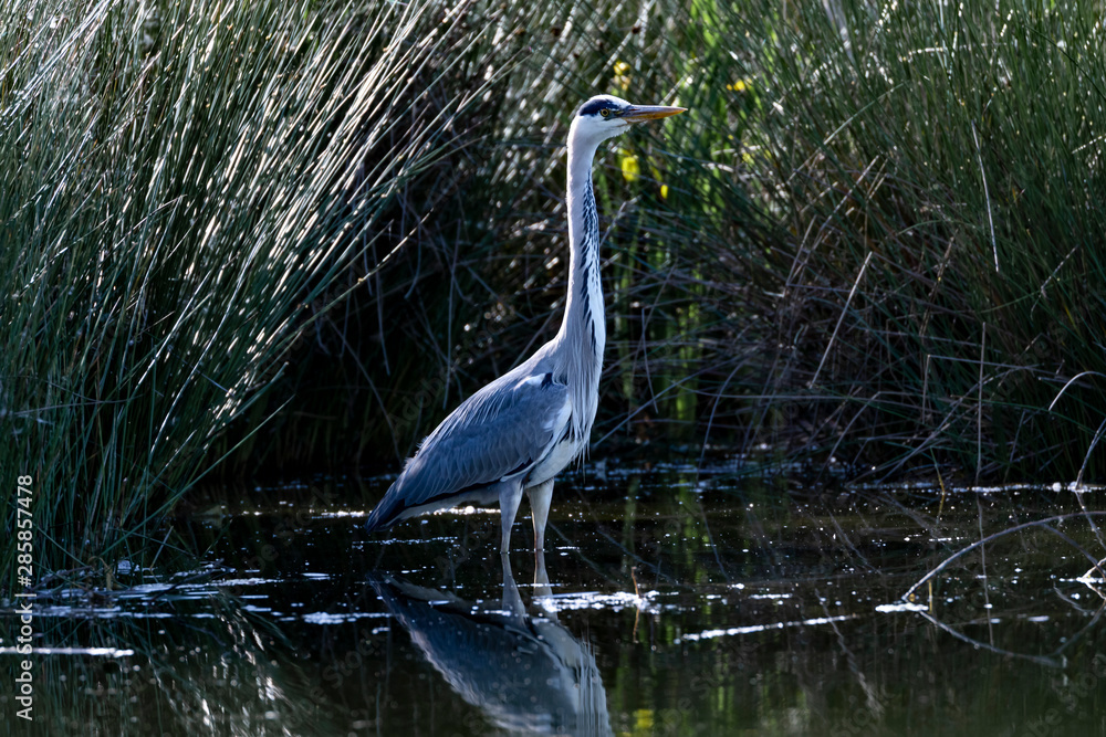 Grey heron-Héron cendré (Ardea cinerea) Grey heron-Héron cendré (Ardea cinerea)