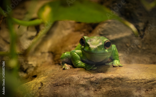 Tree frog sitting on a stone, close-up. © J&MDiversity