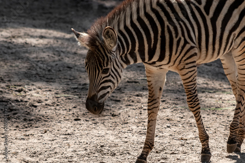 Young little Zebra standing on the ground