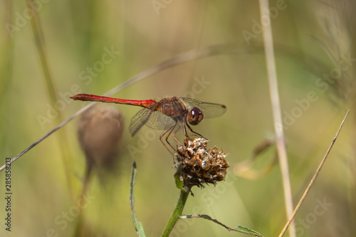 Autumn Meadowhawk Perched on Knapweed in Summer photo