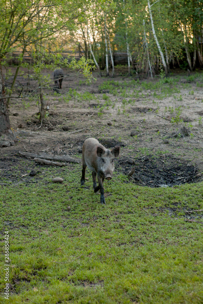 Wild small pig contentedly grazing on grass Wild small pig contentedly grazing on grass
