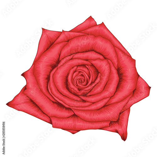 Red Rose flowers Blossom on isolated white background.Vector illustration drawing line art.For graphic elements design, fabric pattern, wedding card decoration