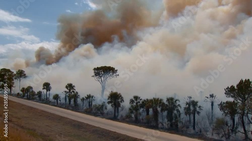 Burned trees as a result of a prescribed burn at Merritt Island National Wildlife Reserve, 2011 photo