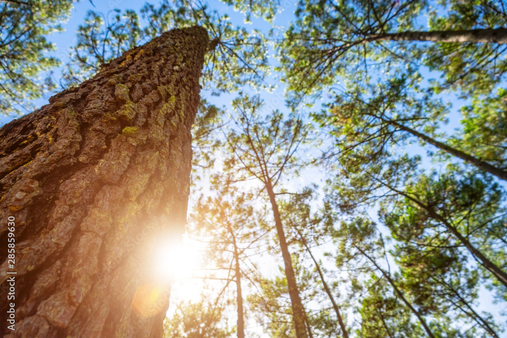 Fototapeta premium Silent Forest in spring with beautiful bright sun rays