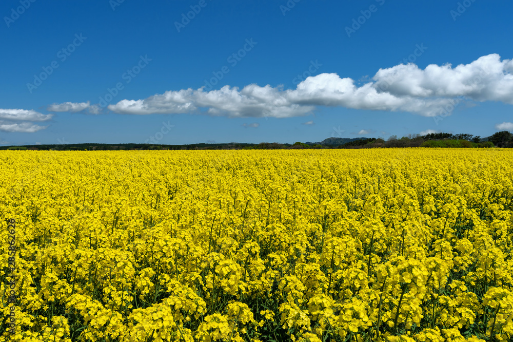 Obraz premium 【青森県横浜町】北国の春、下北半島では菜の花が満開