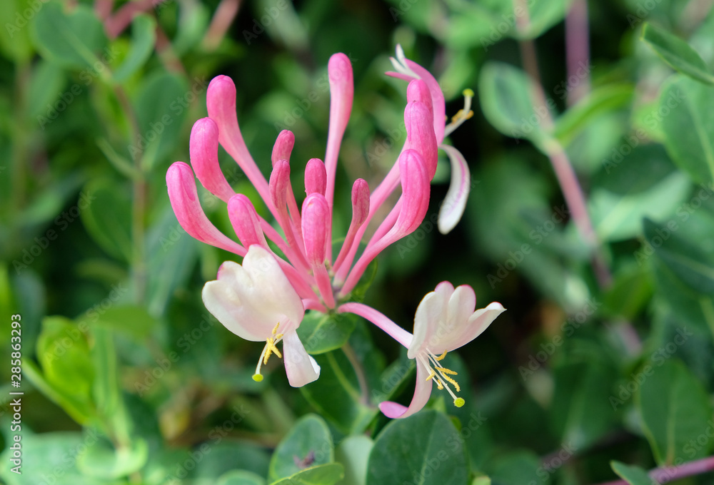 Fototapeta premium Honeysuckle (Lonicera caprifolium) growing in the home garden