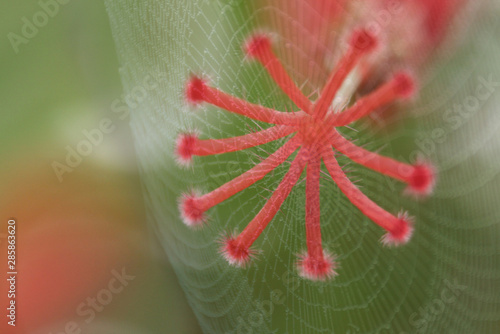 Abstract the spider, gossamer, web, cobweb with pollen of Hibiscus rosa sinensis,Hibisceae, Malvaceae flower. photo