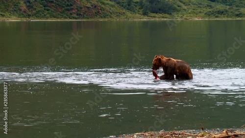 Kodiak Bear (Ursus arctos middendorffi) catches and eats a salmon in a lake, NWR Alaska 2007 photo