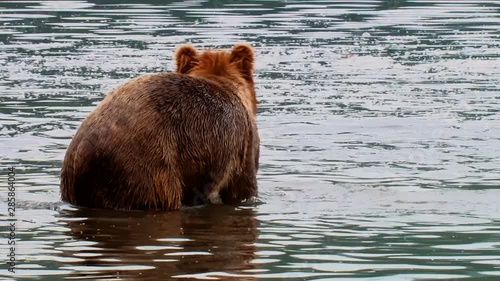 Kodiak Bear (Ursus arctos middendorffi) wades in a river fishing for salmon, NWR Alaska 2007