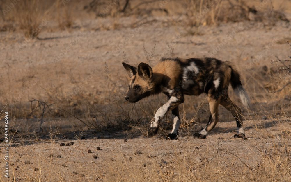 Fototapeta premium Wild Dog in South Africa