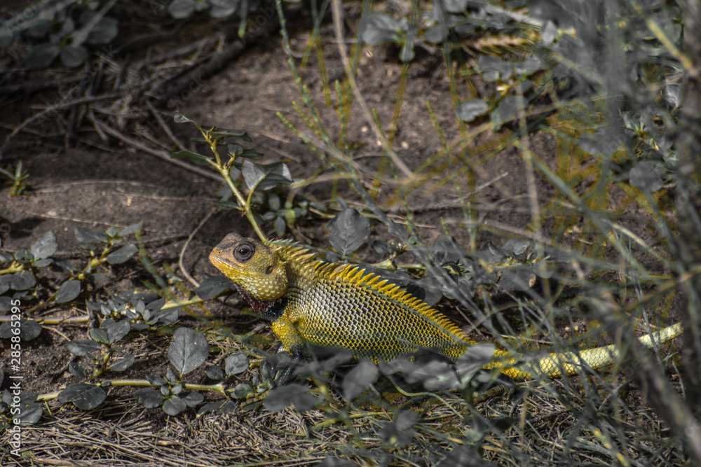 beautiful chameleon sitting on floor in ndia beautiful chameleon sitting on floor in ndia
