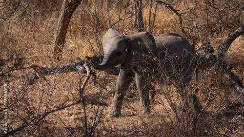 Baby African elephant in bush