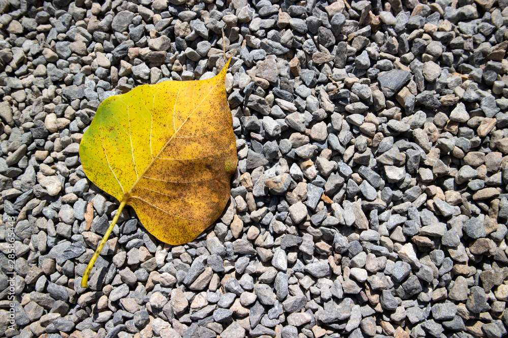 Yellow leaf on gravel road Yellow leaf on gravel road