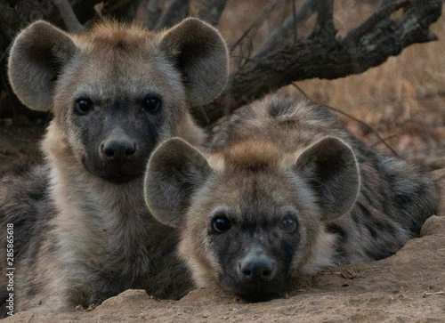 Spotted Hyena cubs faces look at camera