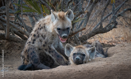 Spotted Hyena cub and adult showing teeth in south africa