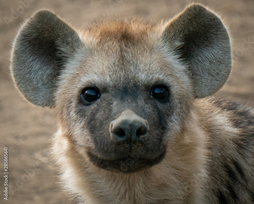 Spotted hyena cub face in south africa