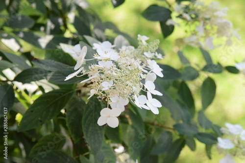 white hydrangea bloom