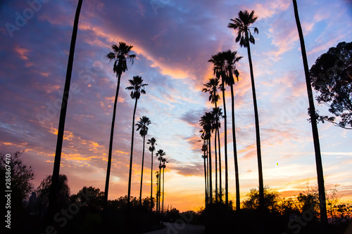 Palm Trees Line Street in Los Angeles - Silhouetted Against Colorful Clouds - 2