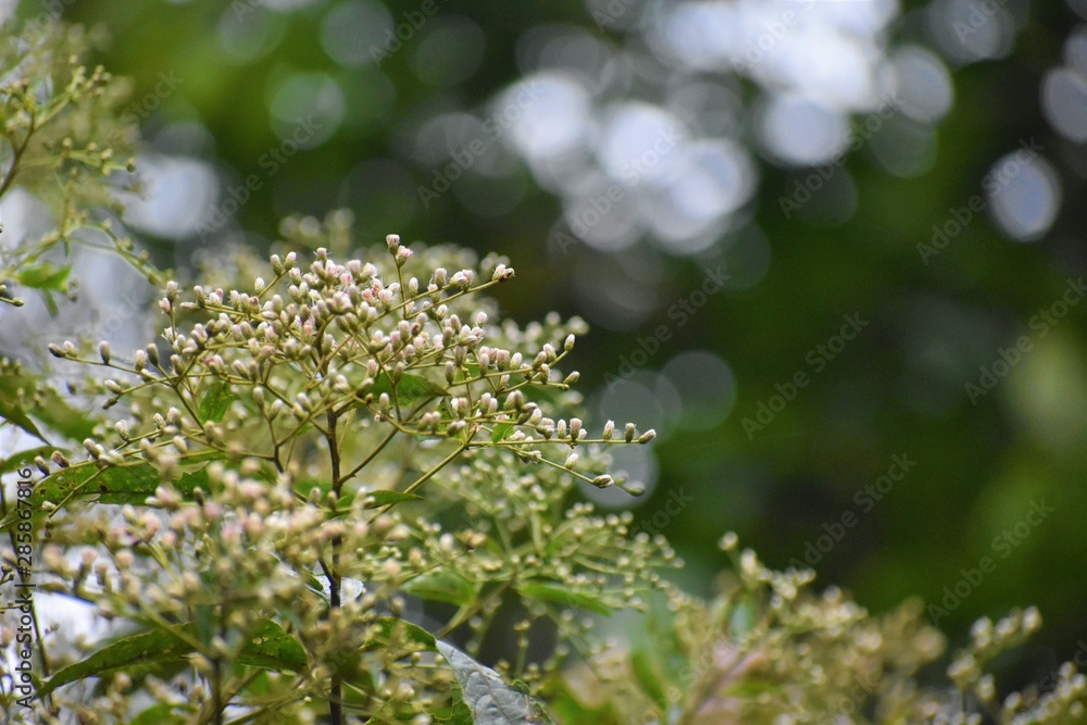 White flowers White flowers