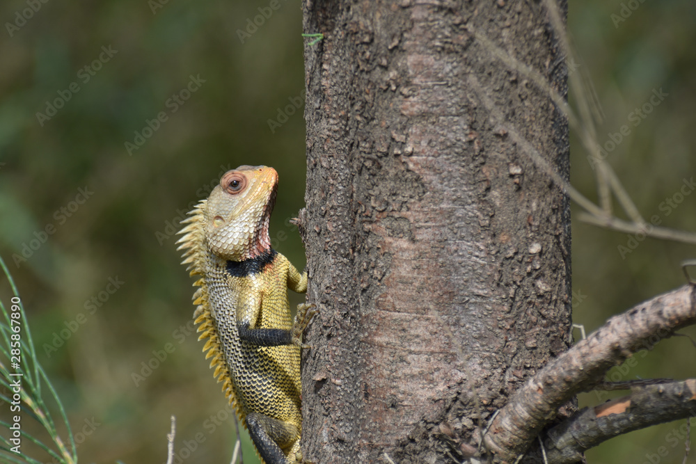 beautiful chameleon climbing on a tree in India