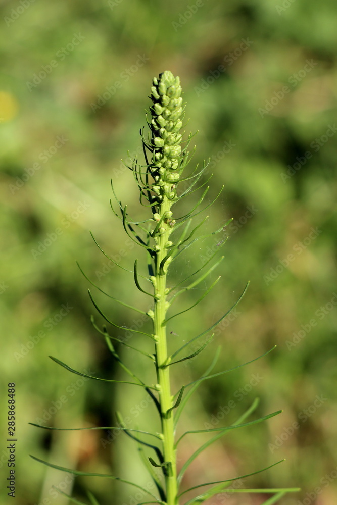 Single Dense blazing star or Liatris spicata or Prairie gay feather herbaceous perennial flowering plant with tall spikes starting to emerge planted in local urban garden on warm sunny spring day Single Dense blazing star or Liatris spicata or Prairie gay feather herbaceous perennial flowering plant with tall spikes starting to emerge planted in local urban garden on warm sunny spring day