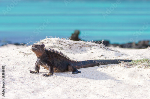 Ecuador. Iguana. Lizard of ...