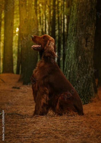 Obraz na płótnie dog in nature