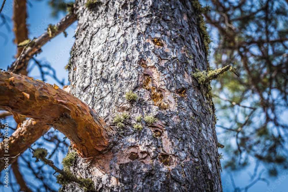 Obraz premium Tall pine tree with healing power is eaten away by bark beetles in the forest.